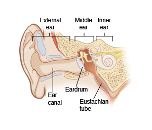 Parts of the human ear