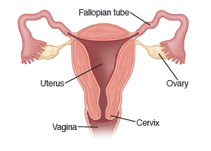 Image showing a cross-section of the uterus, with Fallopian tubes, ovaries, cervix, and vagina.