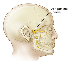 Side view of head and skull showing course of trigeminal nerve.